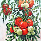 Tomates sur pied